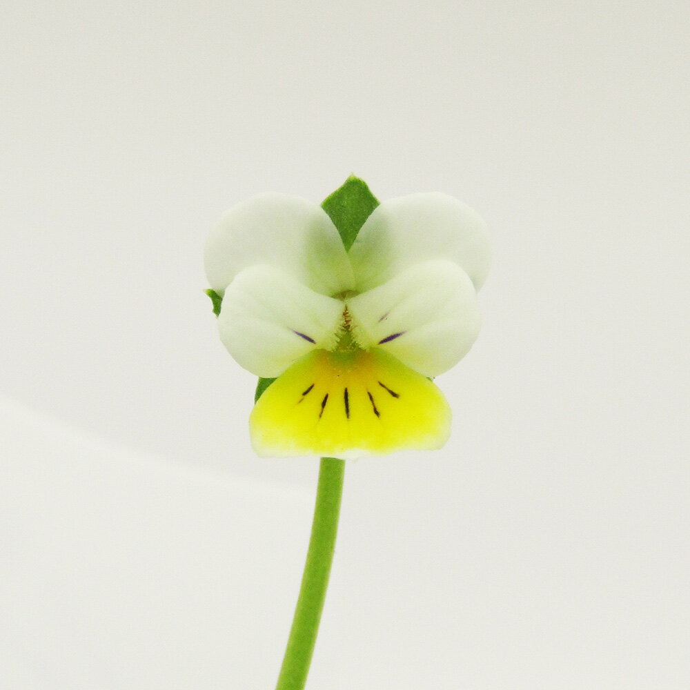 □宇宙一小さなビオラ□　現品販売　極小輪ビオラ　nano（ナノ）　キリグチ育種×クレマファクトリー岡本..