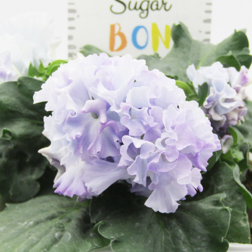 □シュガー・ボンボン□　現品販売　高橋美千子さん育種　フリルパンジー　シュガー・ボンボン　ガルテン湘南　10．5cmポット苗　〈カラー1〉のサムネイル