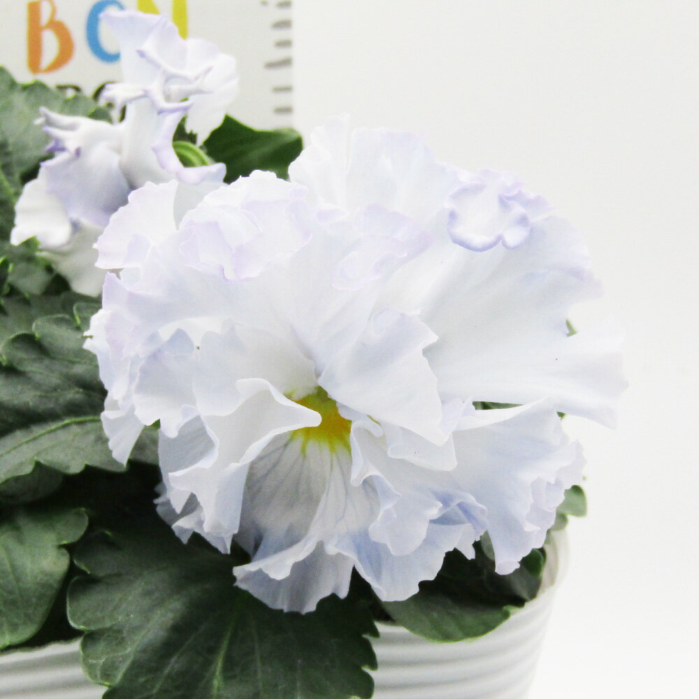 □シュガー・ボンボン□　現品販売　高橋美千子さん育種　フリルパンジー　シュガー・ボンボン　ガルテン湘南　10．5cmポット苗　〈カラー3〉のサムネイル