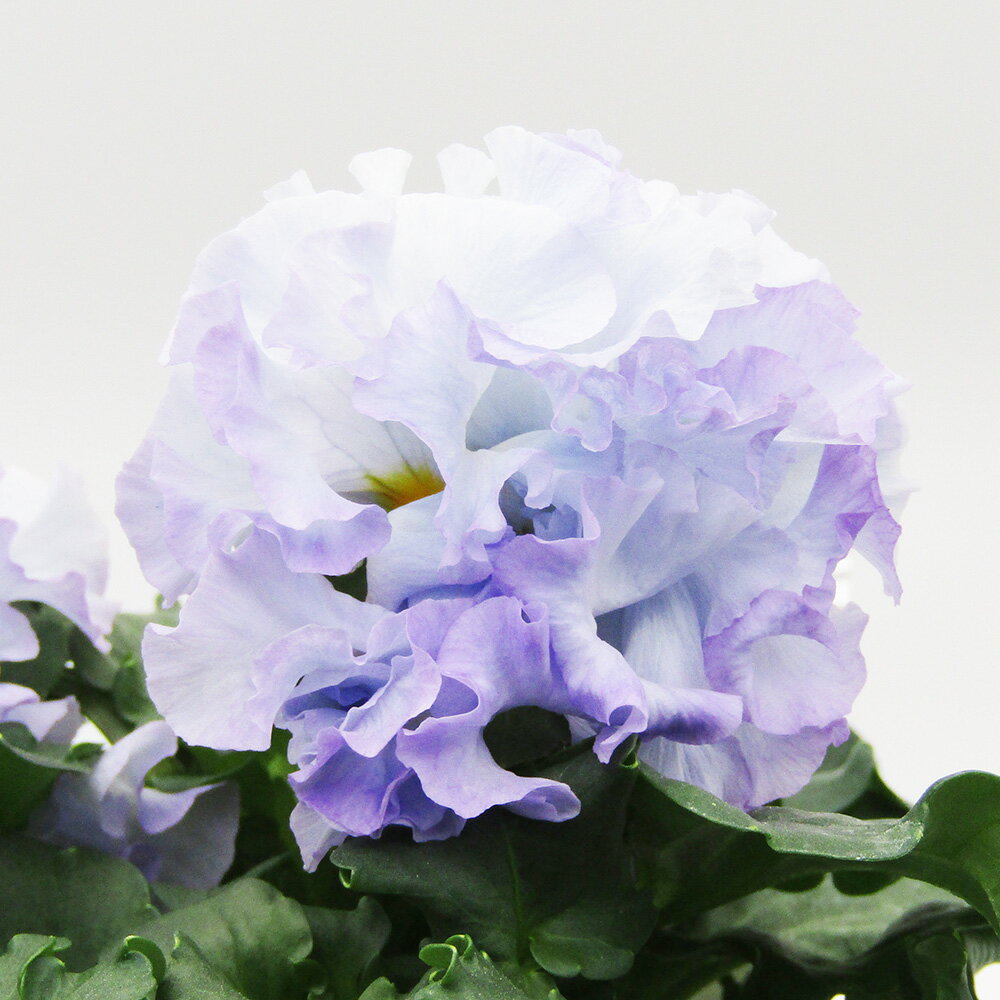 □シュガー・ボンボン□　現品販売　高橋美千子さん育種　フリルパンジー　シュガー・ボンボン　ガルテン湘南　10．5cmポット苗　〈カラー4〉のサムネイル