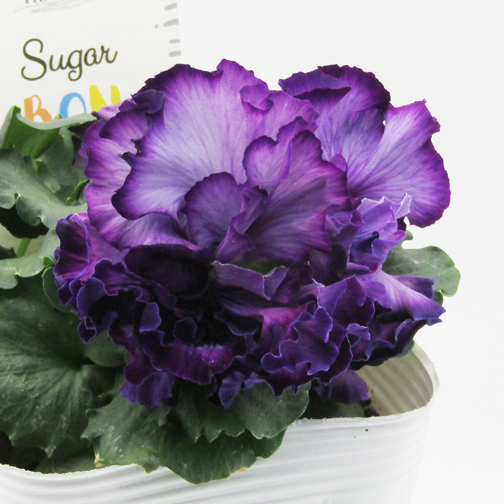 □シュガー・ボンボン□　現品販売　高橋美千子さん育種　フリルパンジー　シュガー・ボンボン　ガルテン湘南　10．5cmポット苗　〈カラー12〉のサムネイル