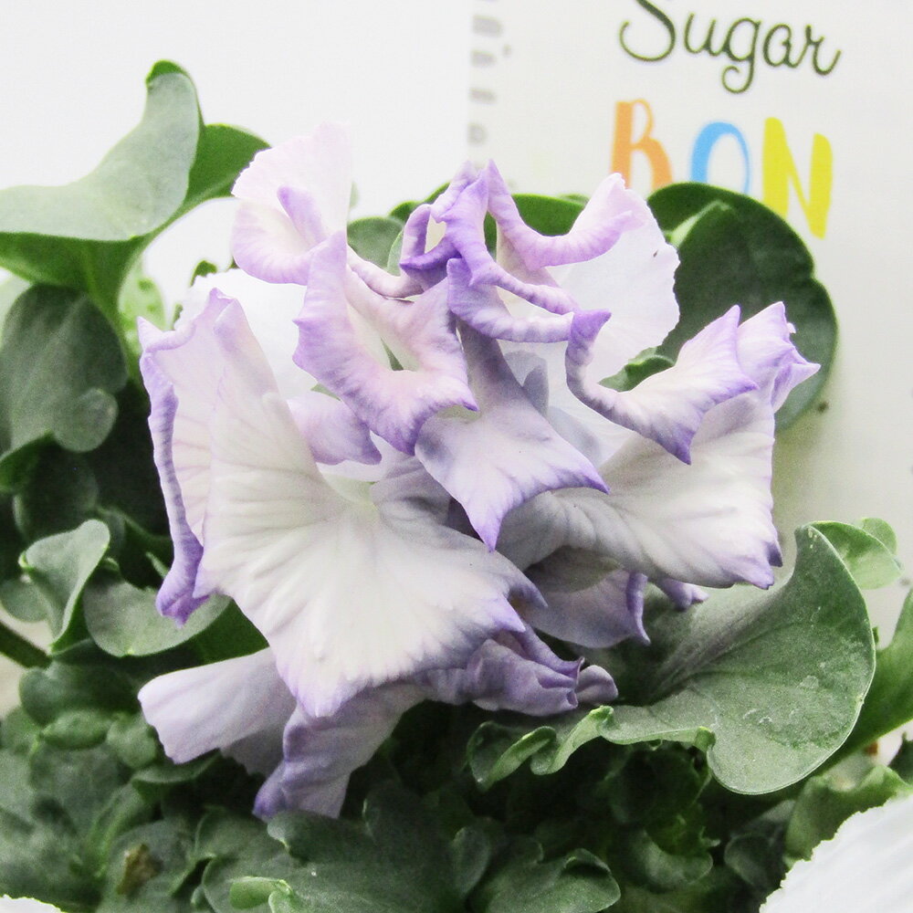 □シュガー・ボンボン□　現品販売　高橋美千子さん育種　フリルパンジー　シュガー・ボンボン　ガルテン湘南　10．5cmポット苗　〈カラー13〉のサムネイル