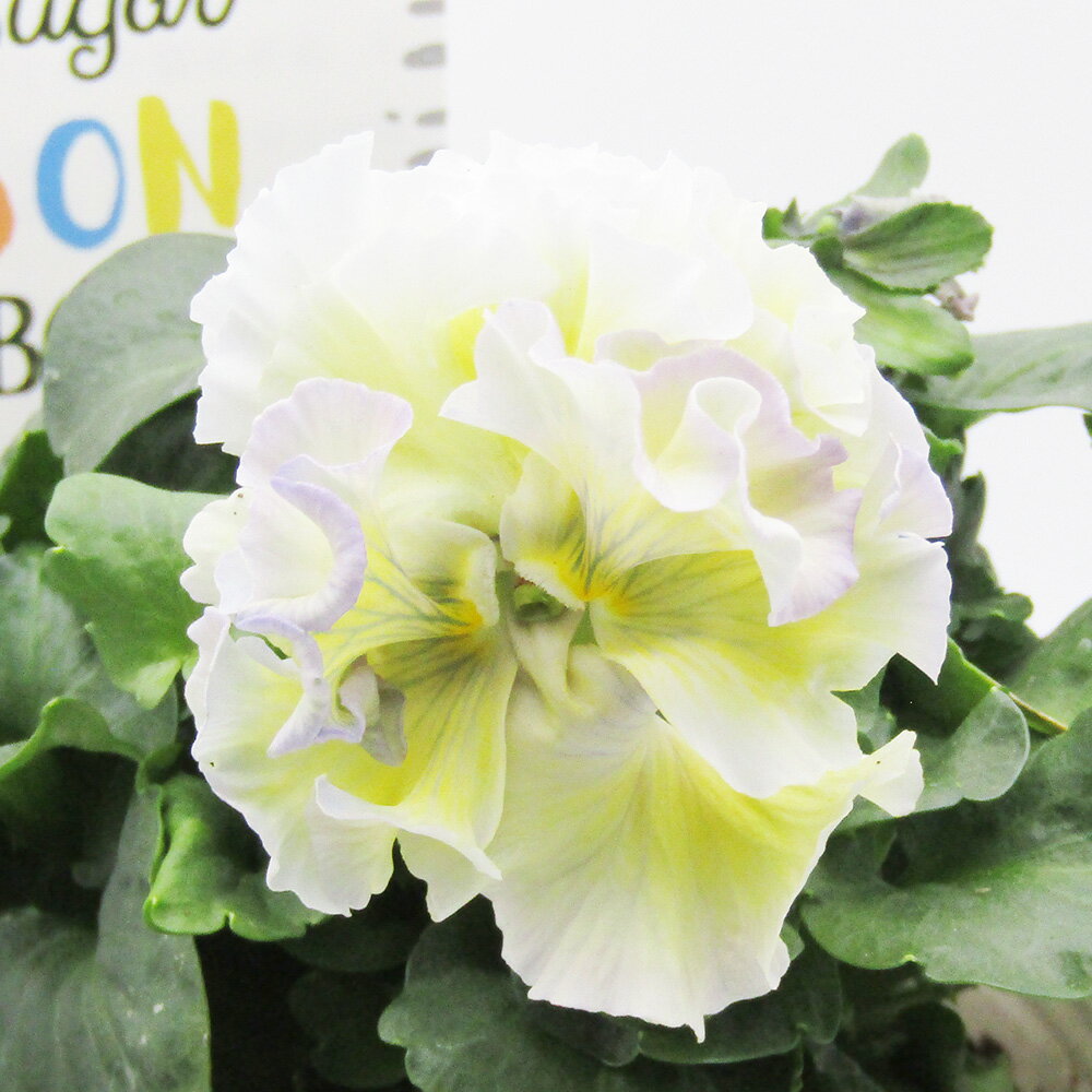 □シュガー・ボンボン□　現品販売　高橋美千子さん育種　フリルパンジー　シュガー・ボンボン　ガルテン湘南　10．5cmポット苗　〈カラー14〉のサムネイル