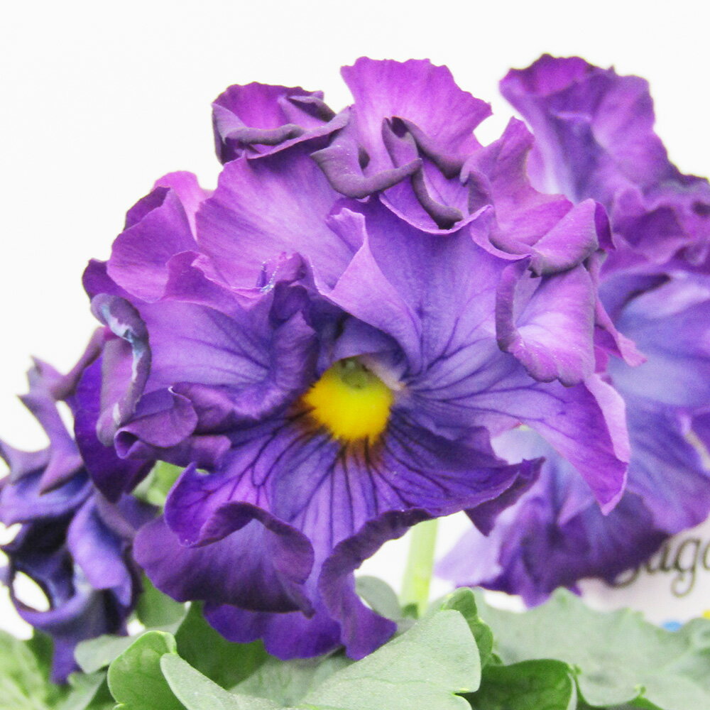 □シュガー・ボンボン□　現品販売　高橋美千子さん育種　フリルパンジー　シュガー・ボンボン　ガルテン湘南　10．5cmポット苗　〈カラー15〉のサムネイル