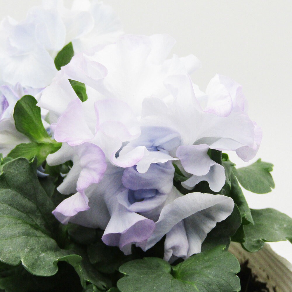 □シュガー・ボンボン□　現品販売　高橋美千子さん育種　フリルパンジー　シュガー・ボンボン　ガルテン湘南　10．5cmポット苗　〈カラー16〉のサムネイル