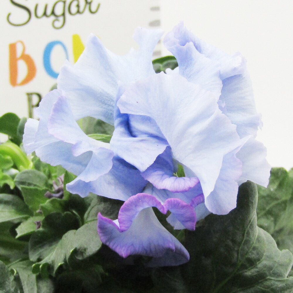 □シュガー・ボンボン□　現品販売　高橋美千子さん育種　フリルパンジー　シュガー・ボンボン　ガルテン湘南　10．5cmポット苗　〈カラー18〉のサムネイル