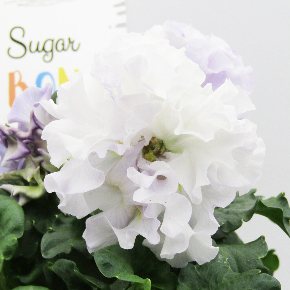 □シュガー・ボンボン□　現品販売　高橋美千子さん育種　フリルパンジー　シュガー・ボンボン　ガルテン湘南　10．5cmポット苗　〈カラー21〉のサムネイル