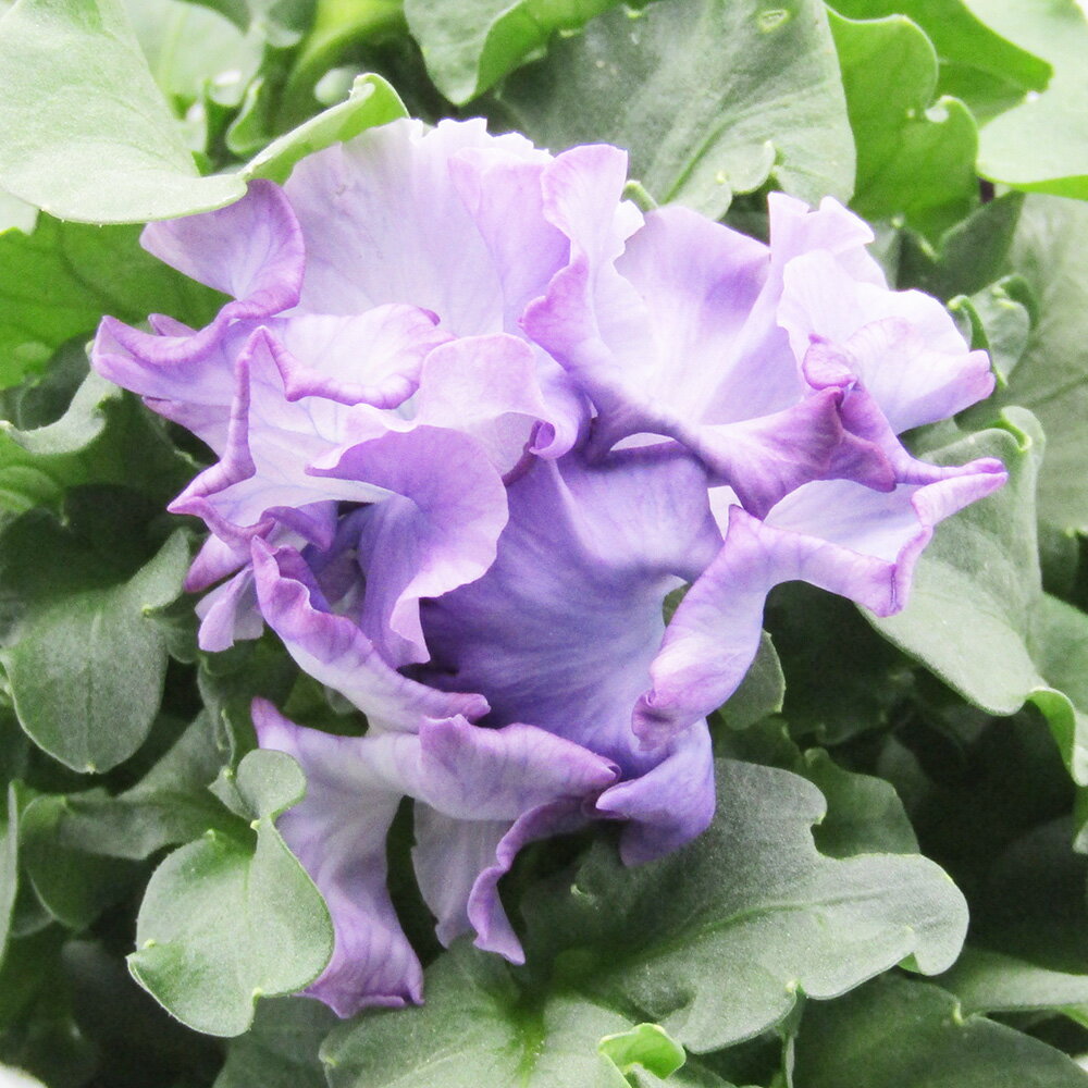 □シュガー・ボンボン□　現品販売　高橋美千子さん育種　フリルパンジー　シュガー・ボンボン　ガルテン湘南　10．5cmポット苗　〈カラー22〉のサムネイル