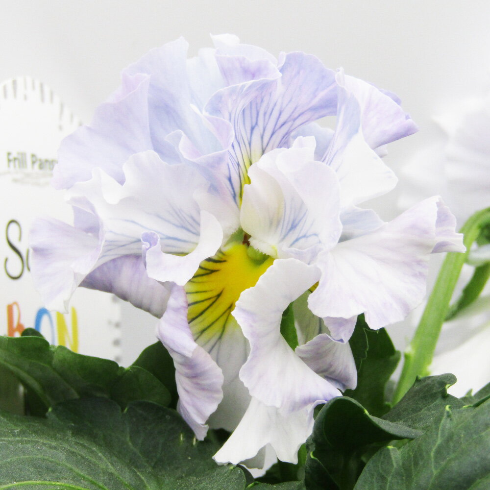 □シュガー・ボンボン□　現品販売　高橋美千子さん育種　フリルパンジー　シュガー・ボンボン　ガルテン湘南　10．5cmポット苗　〈カラー24〉のサムネイル