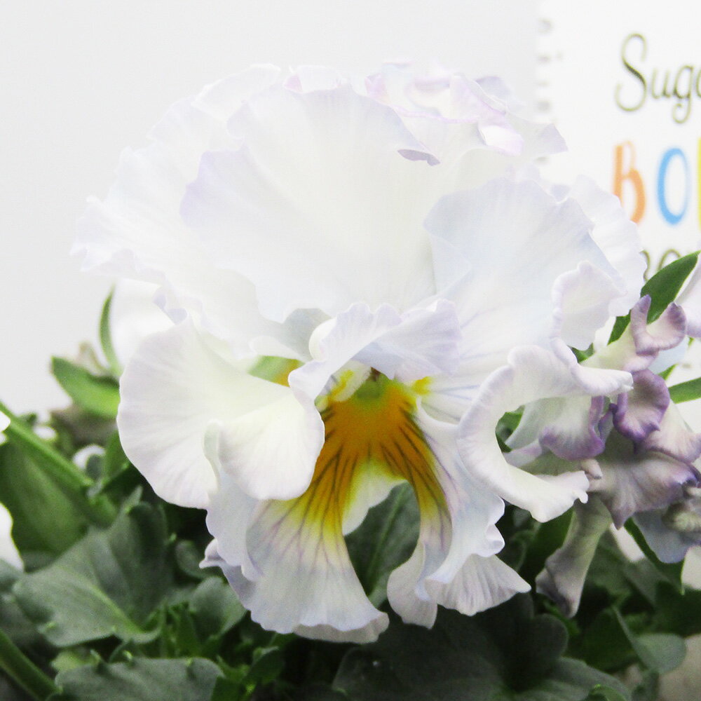 □シュガー・ボンボン□　現品販売　高橋美千子さん育種　フリルパンジー　シュガー・ボンボン　ガルテン湘南　10．5cmポット苗　〈カラー26〉のサムネイル