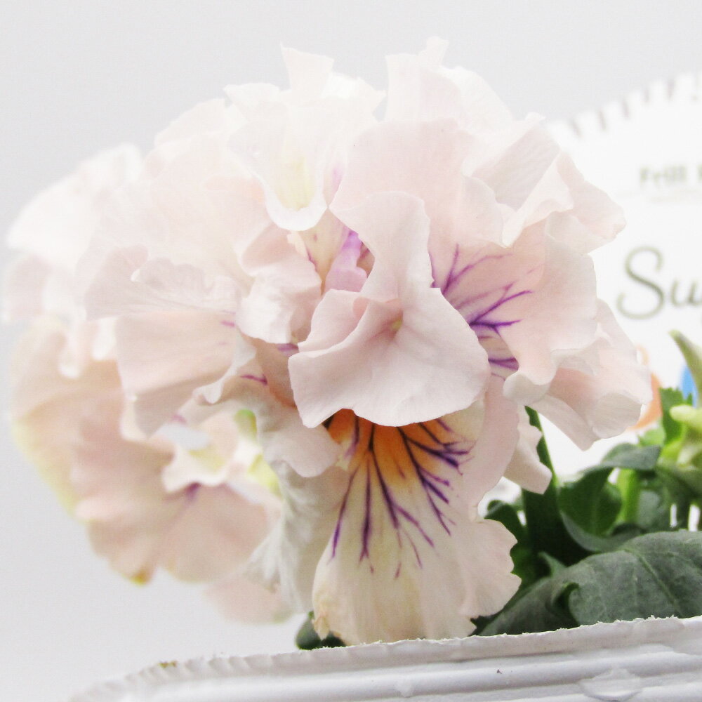 □シュガー・ボンボン□　現品販売　高橋美千子さん育種　フリルパンジー　シュガー・ボンボン　ガルテン湘南　10．5cmポット苗　〈カラー27〉のサムネイル