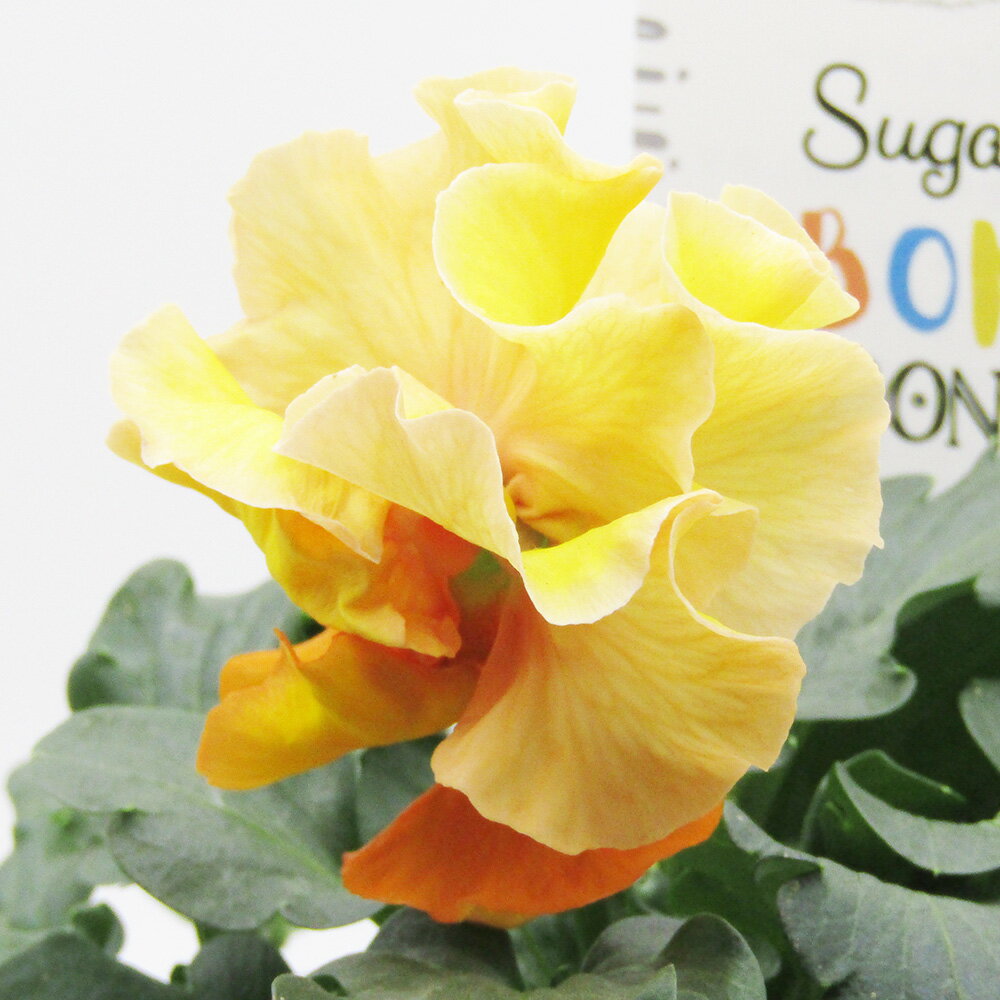 □シュガー・ボンボン□　現品販売　高橋美千子さん育種　フリルパンジー　シュガー・ボンボン　ガルテン湘南　10．5cmポット苗　〈カラー30〉のサムネイル