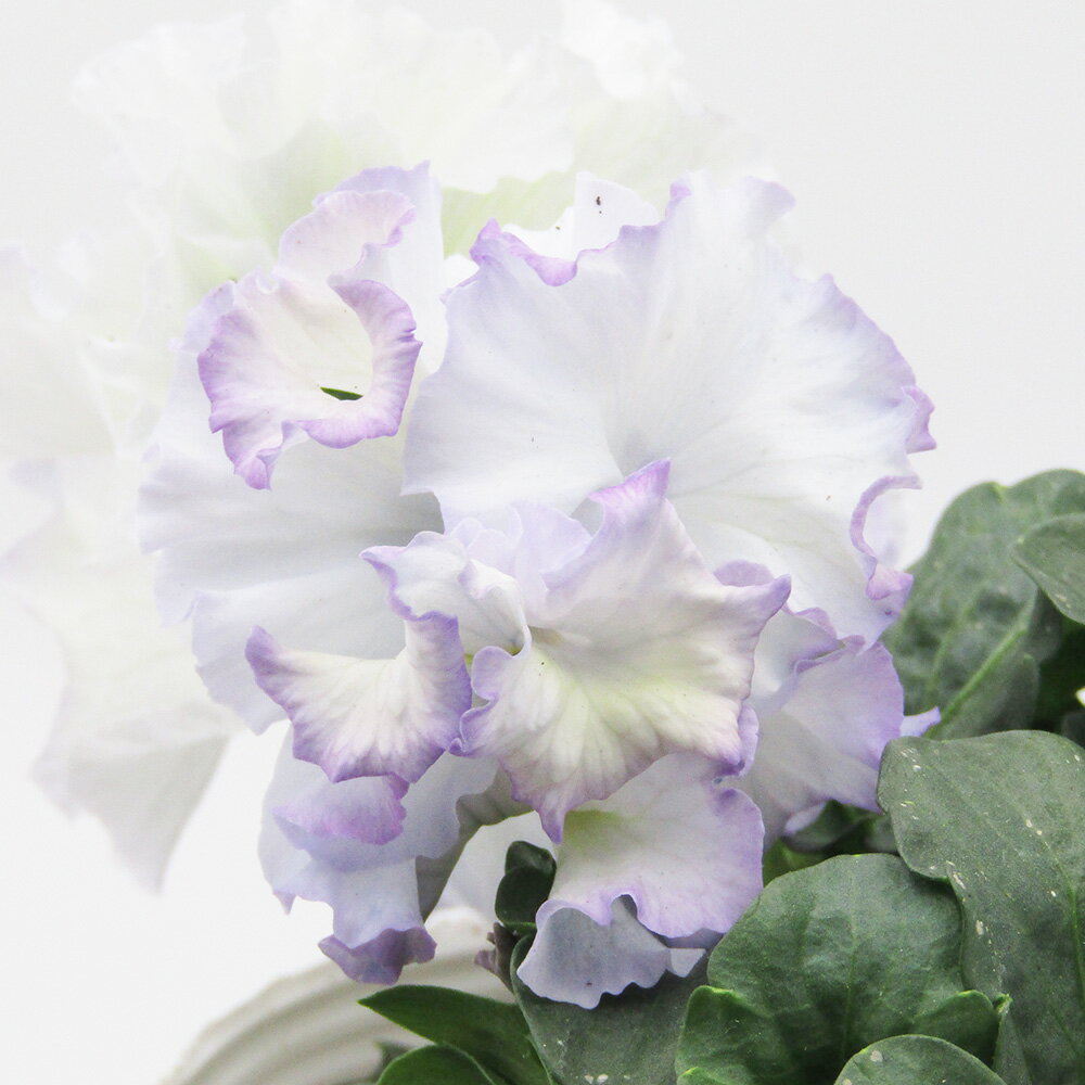 □シュガー・ボンボン□　現品販売　高橋美千子さん育種　フリルパンジー　シュガー・ボンボン　ガルテン湘南　10．5cmポット苗　〈カラー36〉のサムネイル