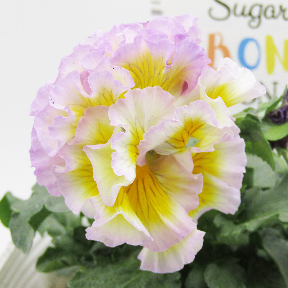 □シュガー・ボンボン□　現品販売　高橋美千子さん育種　フリルパンジー　シュガー・ボンボン　ガルテン湘南　10．5cmポット苗　〈カラー37〉のサムネイル