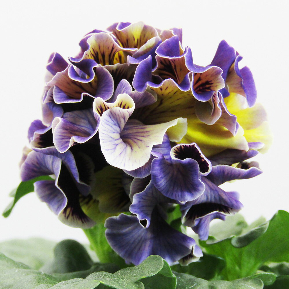 □ドラキュラ□　現品販売　サトウ園芸さんのパンジー　ドラキュラ　10．5cm硬質ポット苗　〈カラー2〉のサムネイル