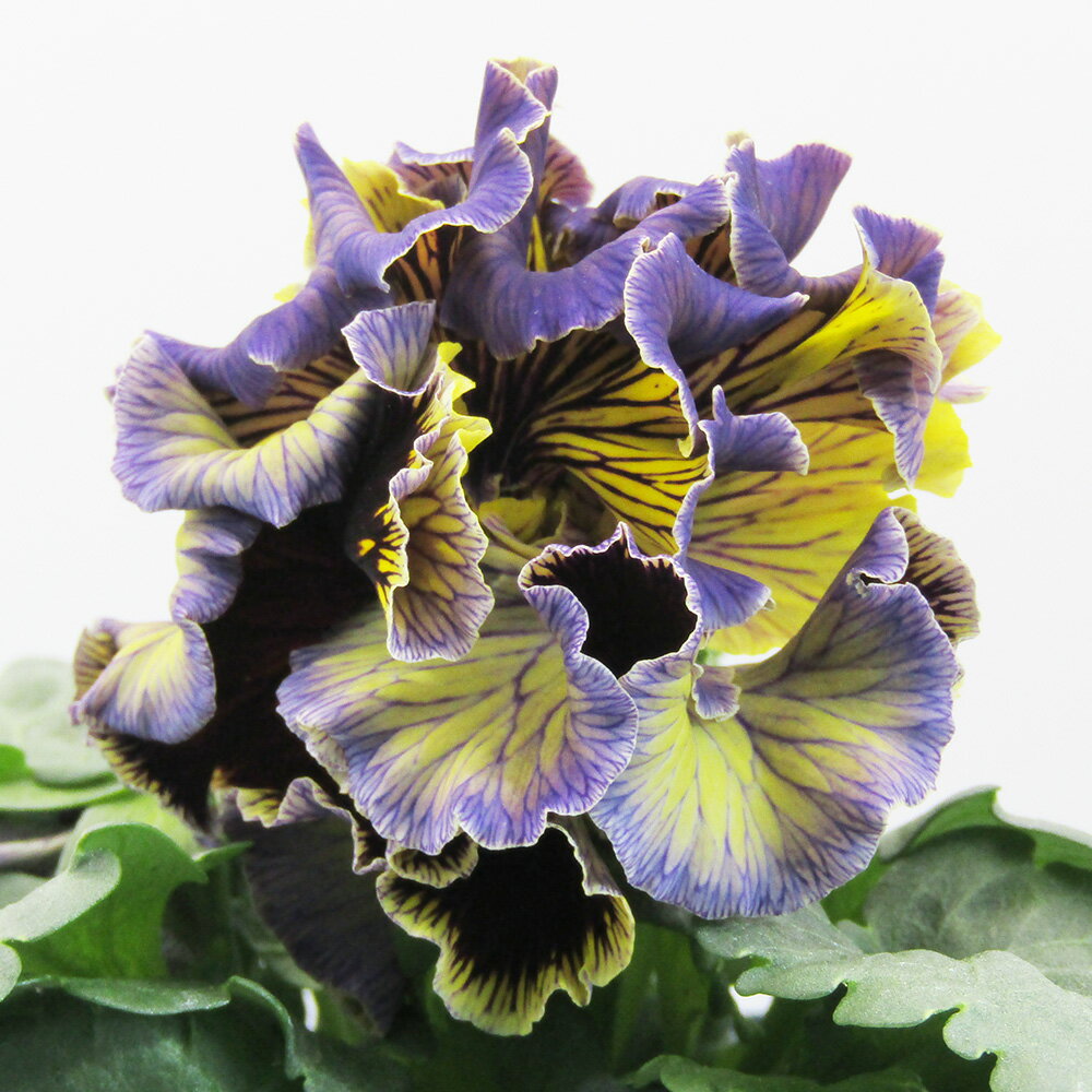 □ドラキュラ□　現品販売　サトウ園芸さんのパンジー　ドラキュラ　10．5cm硬質ポット苗　〈カラー3〉のサムネイル