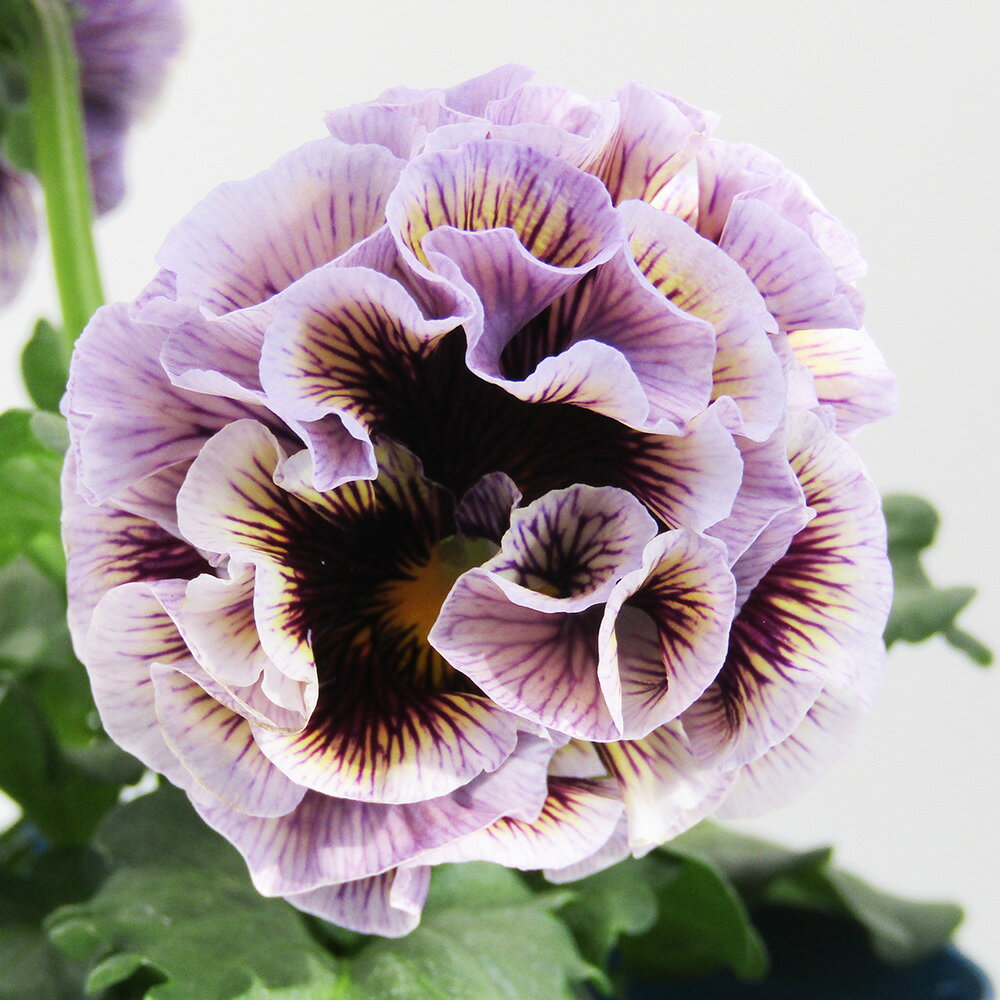 □ドラキュラ□　現品販売　サトウ園芸さんのパンジー　ドラキュラ　10．5cm硬質ポット苗　〈カラー6〉のサムネイル