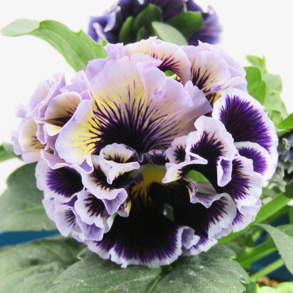 □ドラキュラ□　現品販売　サトウ園芸さんのパンジー　ドラキュラ　10．5cm硬質ポット苗　〈カラー8〉のサムネイル