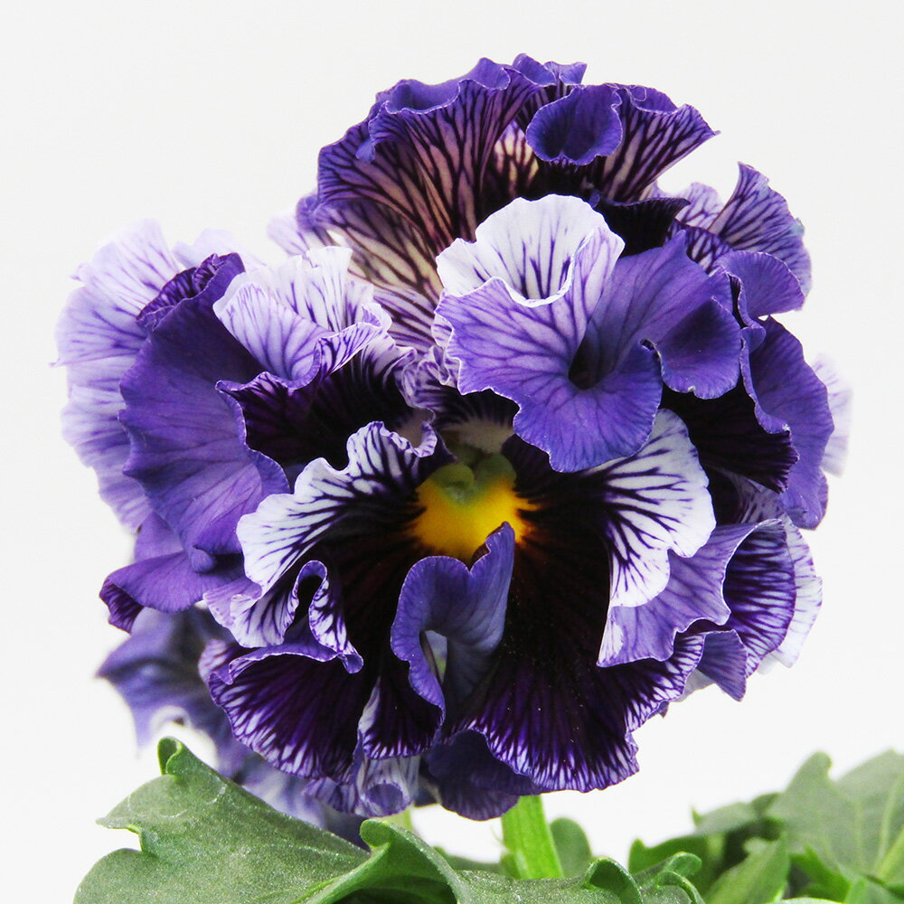 □ドラキュラ□　現品販売　サトウ園芸さんのパンジー　ドラキュラ　10．5cm硬質ポット苗　〈カラー11〉のサムネイル