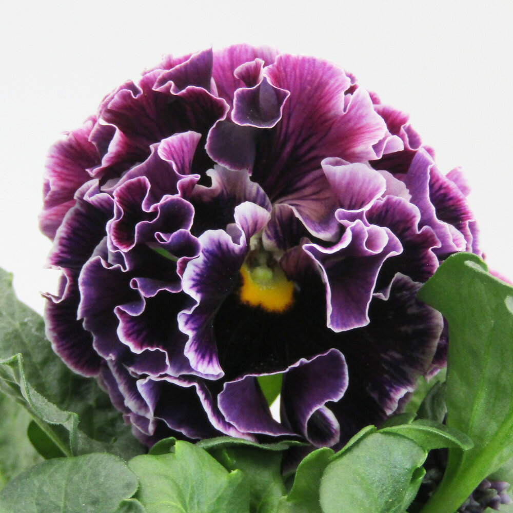 □ドラキュラ□　現品販売　サトウ園芸さんのパンジー　ドラキュラ　10．5cm硬質ポット苗　〈カラー13〉のサムネイル