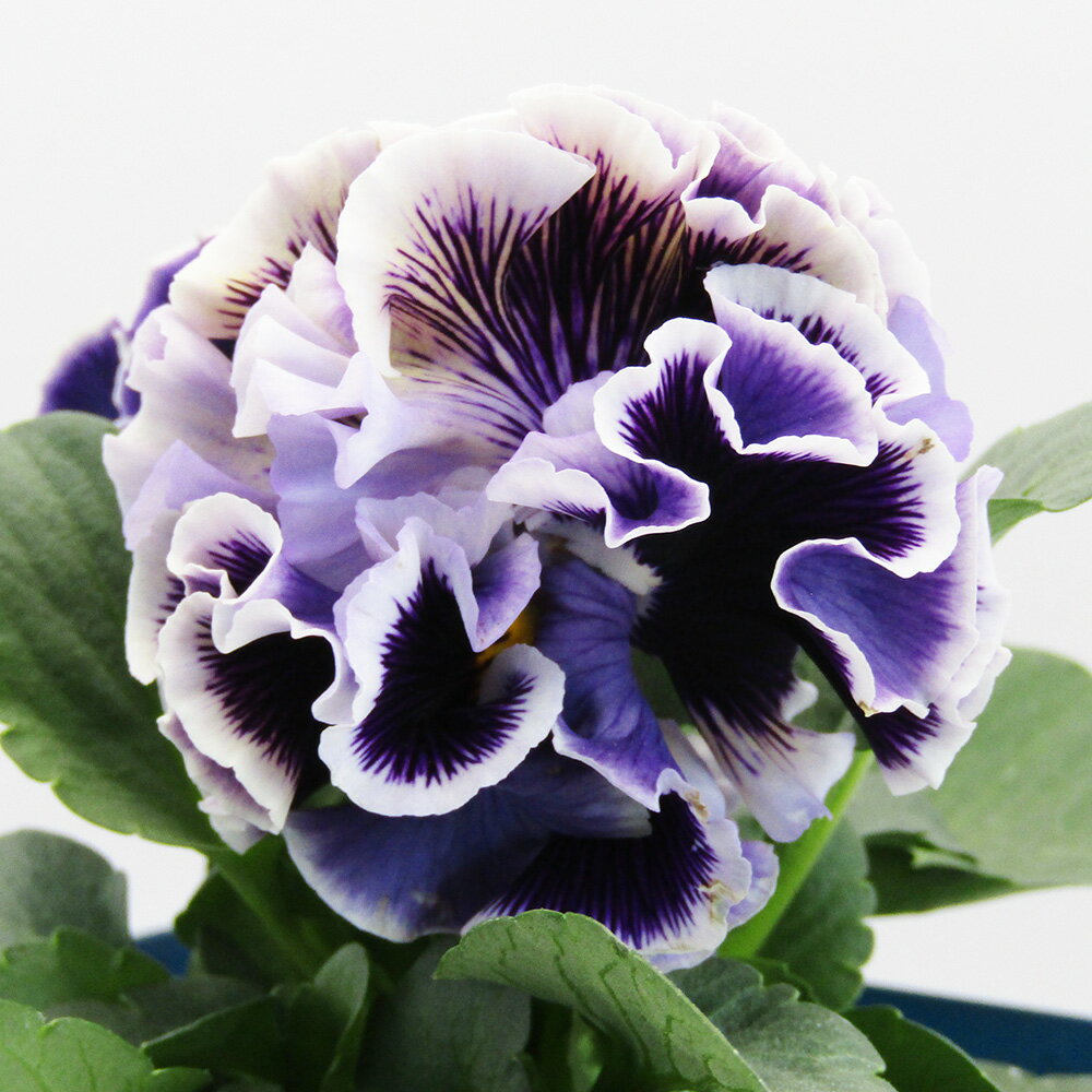 □ドラキュラ□　現品販売　サトウ園芸さんのパンジー　ドラキュラ　10．5cm硬質ポット苗　〈カラー14〉のサムネイル