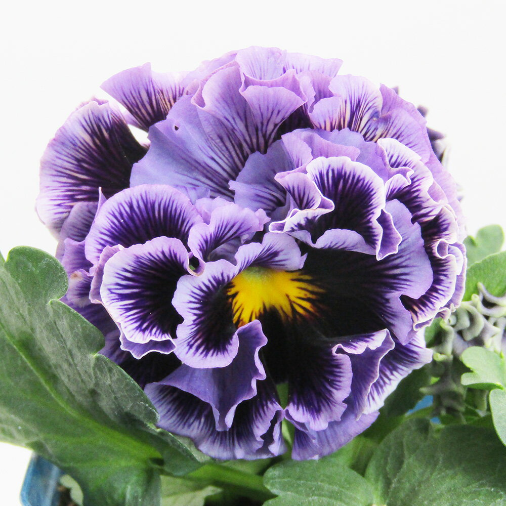 □ドラキュラ□　現品販売　サトウ園芸さんのパンジー　ドラキュラ　10．5cm硬質ポット苗　〈カラー16〉のサムネイル