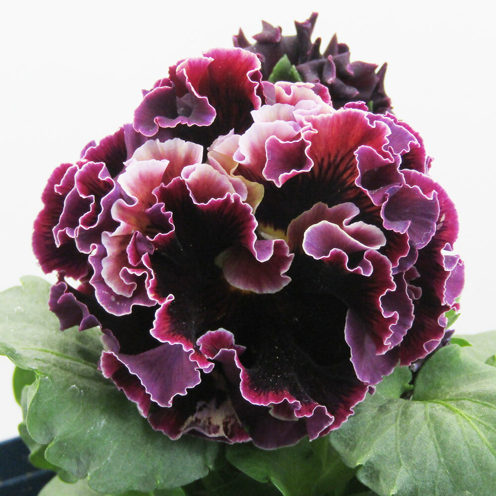 □ドラキュラ□　現品販売　サトウ園芸さんのパンジー　ドラキュラ　10．5cm硬質ポット苗　〈カラー18〉のサムネイル