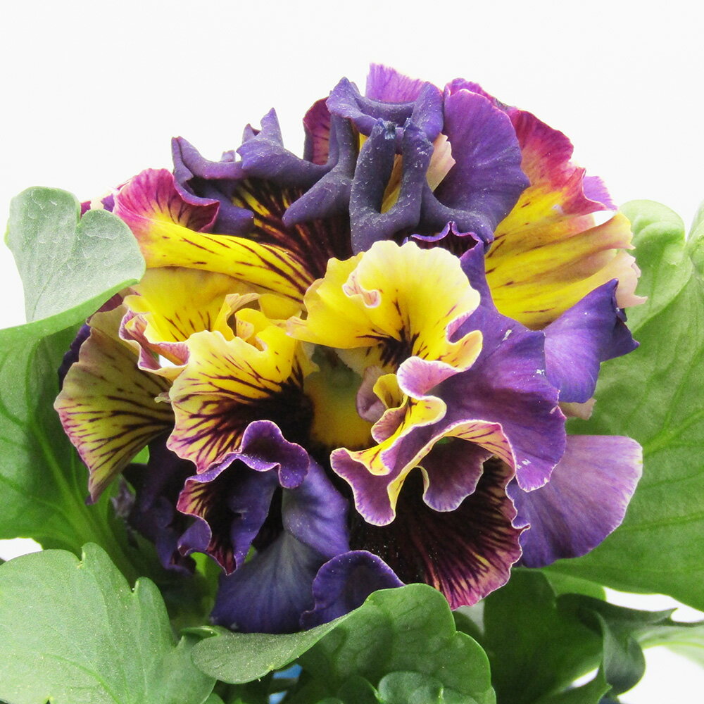 □ドラキュラ□　現品販売　サトウ園芸さんのパンジー　ドラキュラ　10．5cm硬質ポット苗　〈カラー20〉のサムネイル