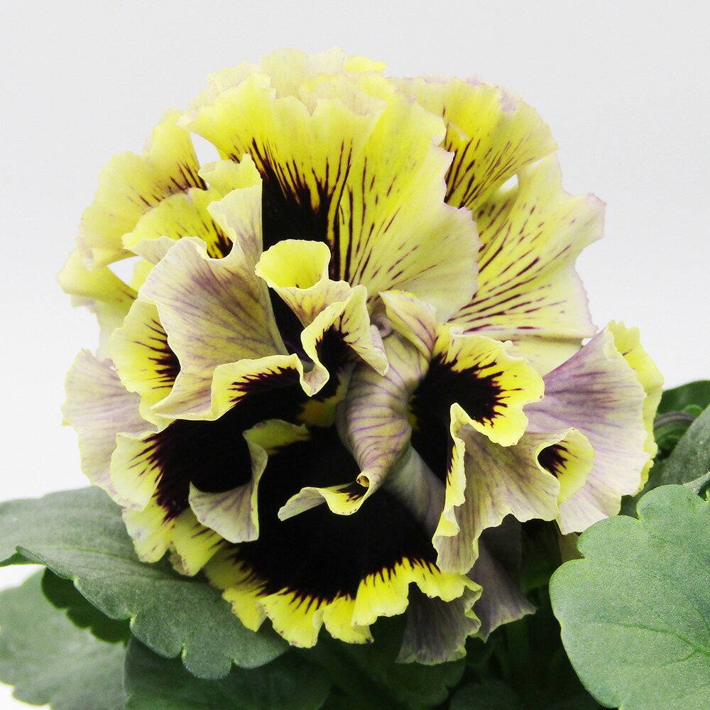 □ドラキュラ□　現品販売　サトウ園芸さんのパンジー　ドラキュラ　10．5cm硬質ポット苗　〈カラー25〉のサムネイル