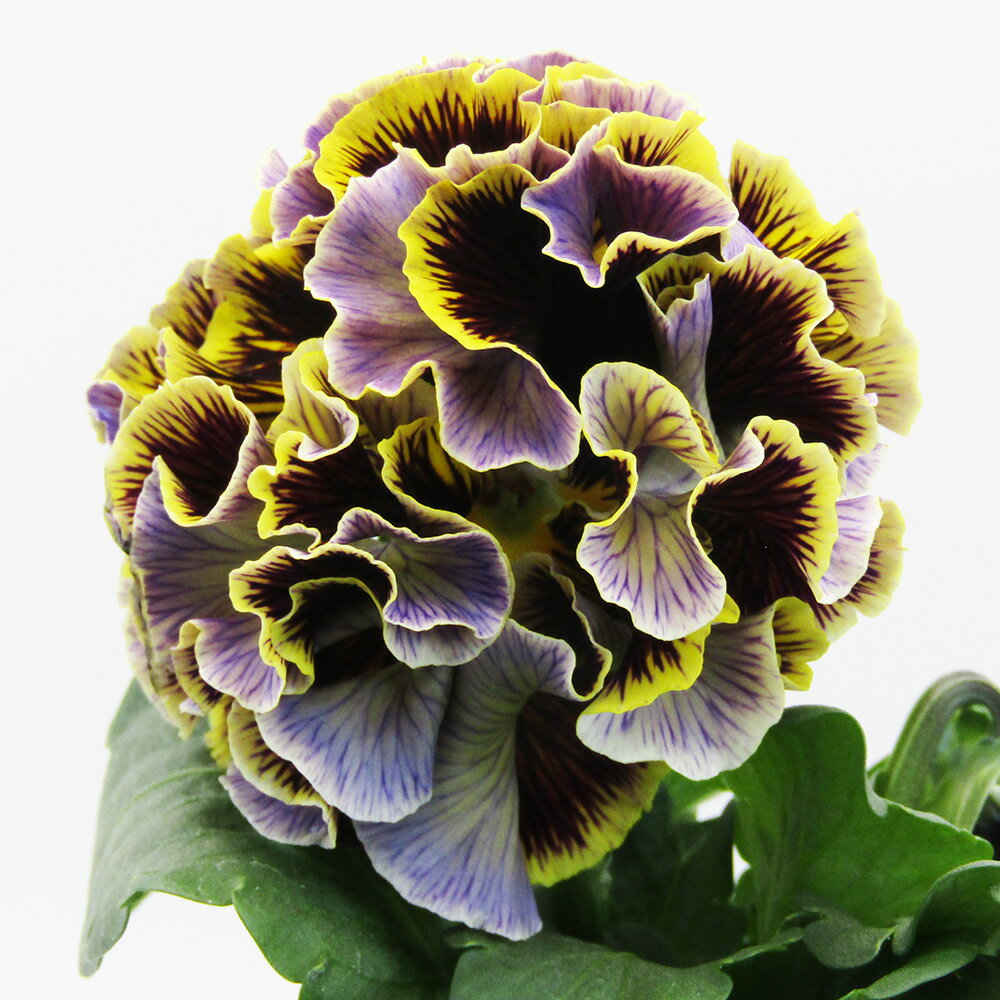 □ドラキュラ□　現品販売　サトウ園芸さんのパンジー　ドラキュラ　10．5cm硬質ポット苗　〈カラー30〉のサムネイル