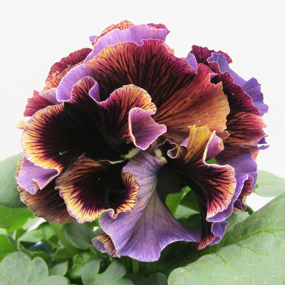 □ドラキュラ□　現品販売　サトウ園芸さんのパンジー　ドラキュラ　10．5cm硬質ポット苗　〈カラー34〉のサムネイル