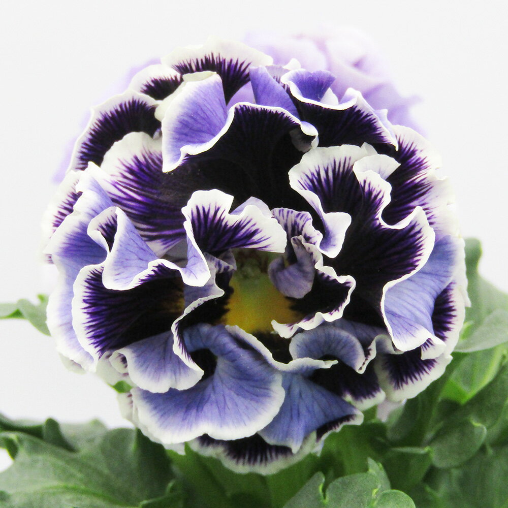 □ドラキュラ□　現品販売　サトウ園芸さんのパンジー　ドラキュラ　10．5cm硬質ポット苗　〈カラー38〉のサムネイル