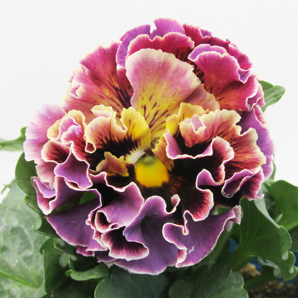 □ドラキュラ□　現品販売　サトウ園芸さんのパンジー　ドラキュラ　10．5cm硬質ポット苗　〈カラー39〉のサムネイル