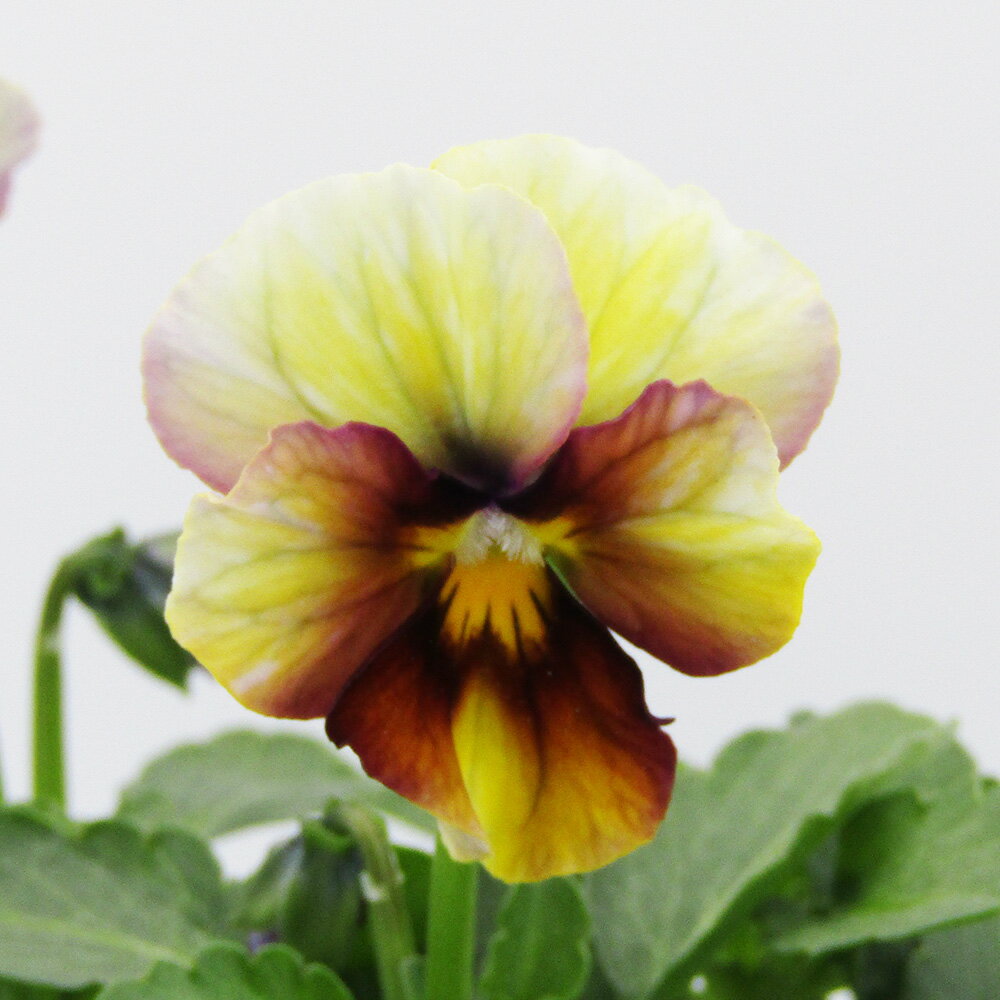 □ヌーヴェルヴァーグ□　現品販売　サトウ園芸さんのビオラ　ヌーヴェルヴァーグ　10．5cm硬質ポット苗　〈カラー45〉のサムネイル