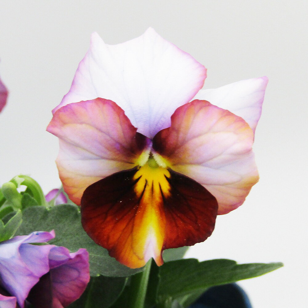 □ヌーヴェルヴァーグ□　現品販売　サトウ園芸さんのビオラ　ヌーヴェルヴァーグ　10．5cm硬質ポット苗　〈カラー67〉のサムネイル