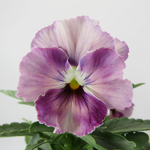 □ペルクレア□　現品販売　花日和さんの小輪フリルパンジー　ペルクレア　〈カラー17〉　10．5cmポット