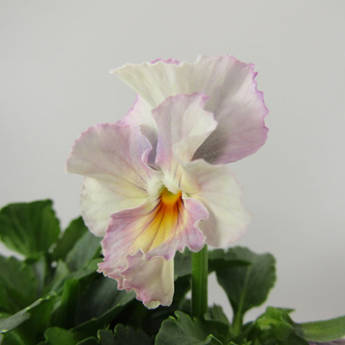 □ペルクレア□　現品販売　花日和さんの小輪フリルパンジー　ペルクレア　〈カラー26〉　10．5cmポット