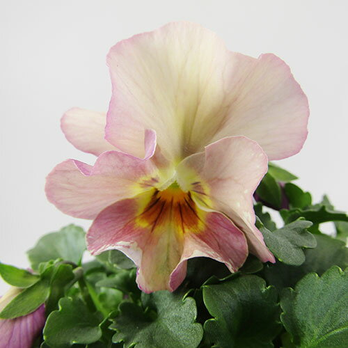 □ペルクレア□　現品販売　花日和さんの小輪フリルパンジー　ペルクレア　〈カラー27〉　10．5cmポット