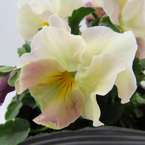 □ペルクレア□　現品販売　花日和さんの小輪フリルパンジー　ペルクレア　〈カラー34〉　10．5cmポット