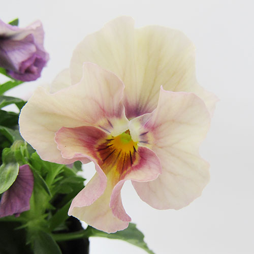 □ペルクレア□　現品販売　花日和さんの小輪フリルパンジー　ペルクレア　〈カラー35〉　10．5cmポット