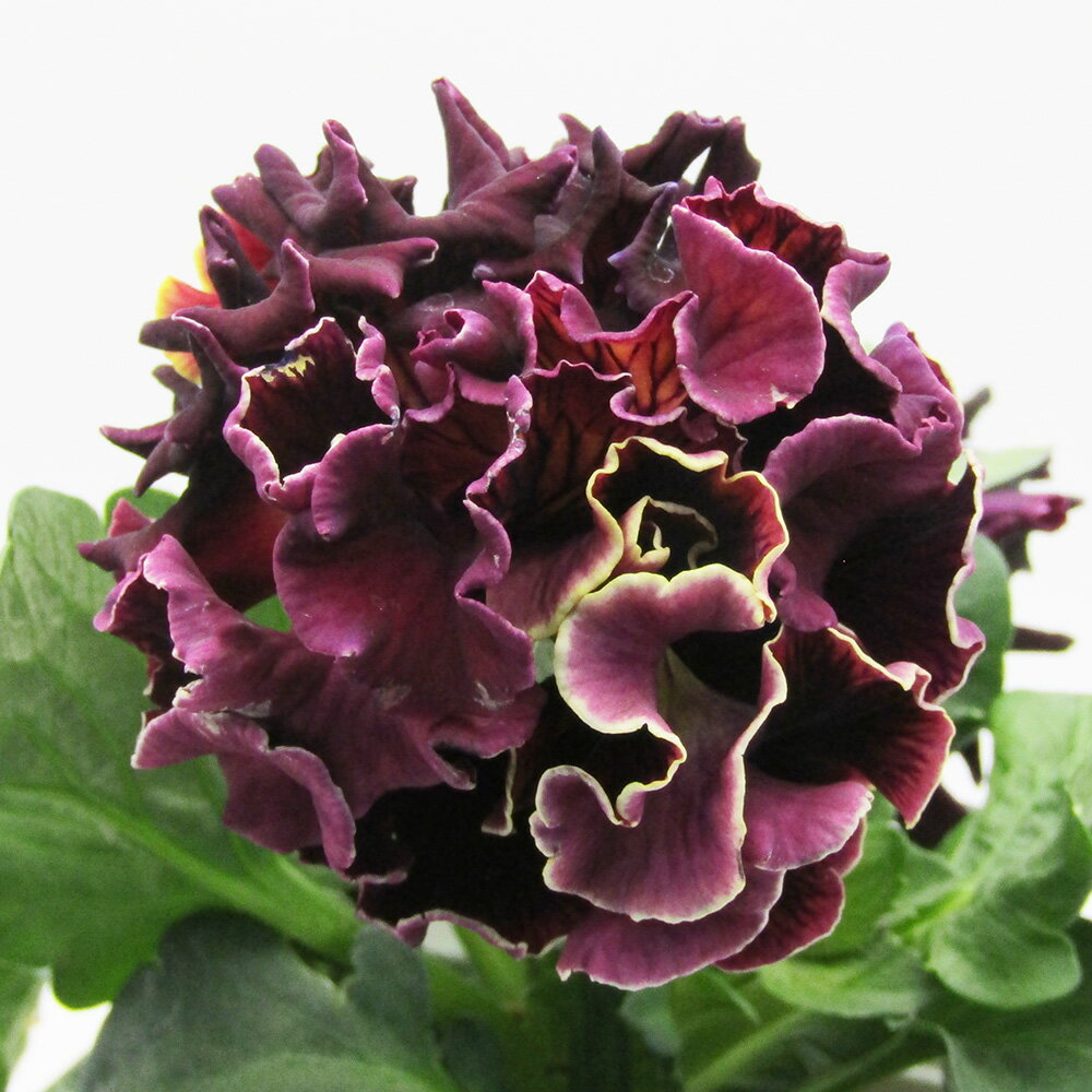 □ローブ・ドゥ・アントワネット□　現品販売　サトウ園芸さんのパンジー　ローブ・ドゥ・アントワネット　10．5cm硬質ポット苗　〈カラー51〉のサムネイル