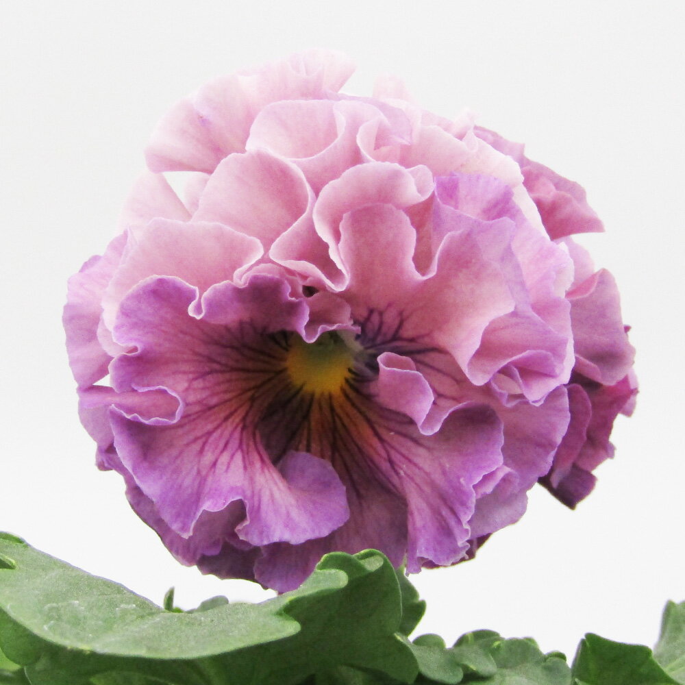 □ローブ・ドゥ・アントワネット□　現品販売　サトウ園芸さんのパンジー　ローブ・ドゥ・アントワネット　10．5cm硬質ポット苗　〈カラー53〉のサムネイル