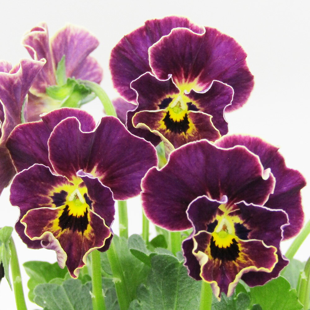 □ヌーヴェルヴァーグ□　現品販売　サトウ園芸さんのビオラ　ヌーヴェルヴァーグ　10．5cm硬質ポット苗..