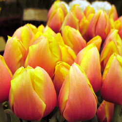 秋植え球根　チューリップ■チューリップ■チューリップ　マリット5球入り