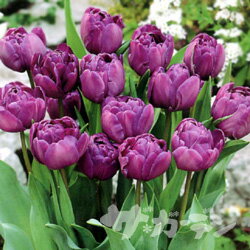 楽天市場 秋植え球根 チューリップ ブルーダイヤモンド５球入り ペットエコ ザガーデン楽天市場店