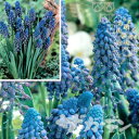 【ご予約商品ご予約区分A】■秋植え球根■ムスカリパラドクサム5球入り 【ご予約商品ご予約区分A】■秋植え球根■ムスカリパラドクサム5球入り