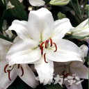 【早期ご予約特価】 秋植えの球根 オリエンタルリリー ゆりオリエンタル カサブランカ 特大球 1球入り 【ご予約区分A】