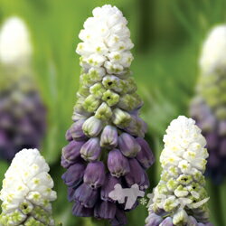 ■秋植え球根■ムスカリグレープアイス5球入りのサムネイル