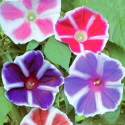 ■タネ■　アサガオ　曜白朝顔混合1mlのサムネイル