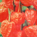 【タネ】ほおずき 切り花用 大実0.5ml